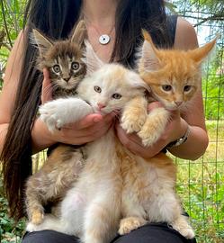 Gattini Maine con con Pedigree ANFI