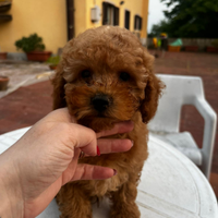 Barboncino toy red
