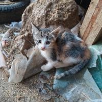 Gattini da adottare
