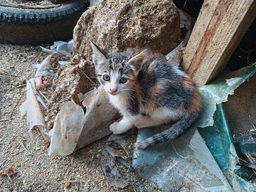 Gattini da adottare
