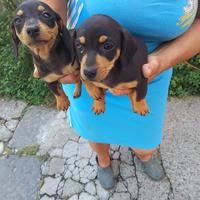 Cuccioli Bassotto nano