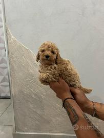 Maltipoo toy