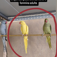 Parrocchetto dal collare femmina