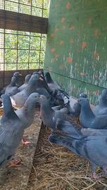 Piccioni giovani abituati gia' alla racchetta