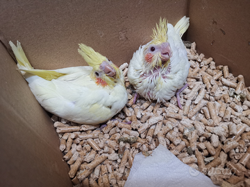 Calopsite allevati a mano