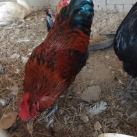 Gallo di Circa 6 Mesi