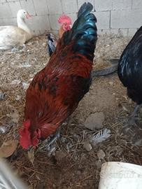 Gallo di Circa 6 Mesi