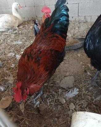 Gallo di Circa 6 Mesi