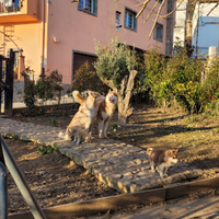 Ultimi cuccioli di husky