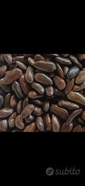SEMI DI ASIMINA TRILOBA