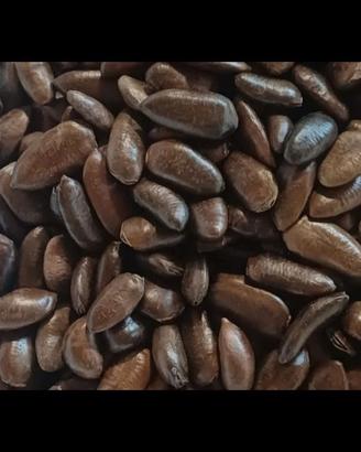 SEMI DI ASIMINA TRILOBA