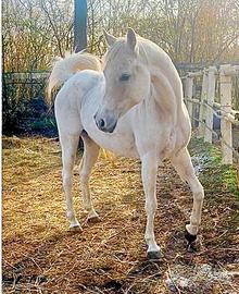 Fattrice araba