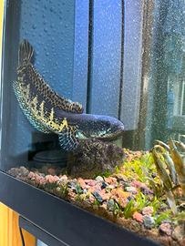 Channa aurantimaculata maschio