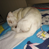 Jack Russell terrier per accoppiamento