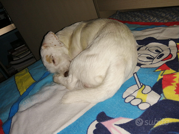 Jack Russell terrier per accoppiamento