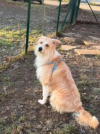 Cane maschio