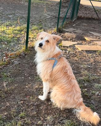 Cane maschio