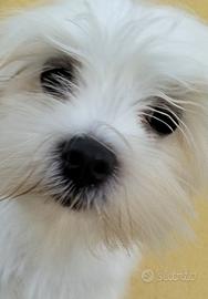 Maltese la taglia piu piccola maschio disponibile