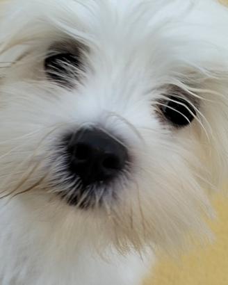 Maltese la taglia piu piccola maschio disponibile