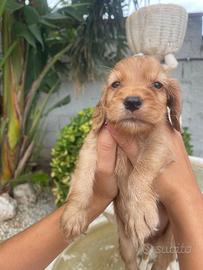 Cuccioli di cocker spaniel con Pedigree Enci