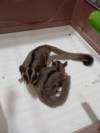 Petauro dello zucchero