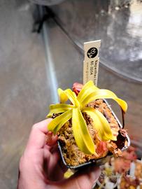 Nepenthes Burkei BE 3254 