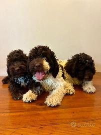 Vendita cuccioli lagotto