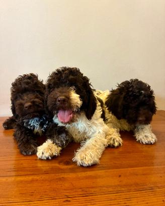 Vendita cuccioli lagotto