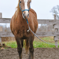 Puledro cavallo franches montagnes grossa struttur