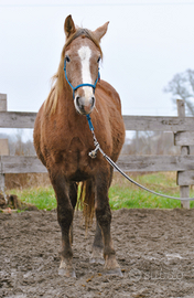 Puledro cavallo franches montagnes grossa struttur