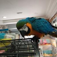 Ara arauna allevata a mano