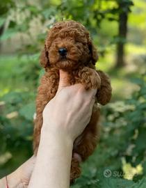 Cucciolo barboncino red toy