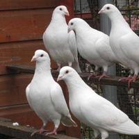 Colombi viaggiatori incrocio con zaritos