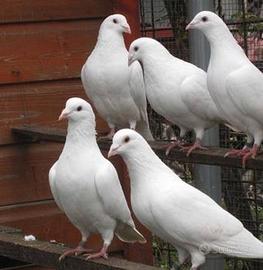 Colombi viaggiatori incrocio con zaritos