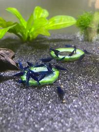 Neocaridine Davidi Blue Dream
