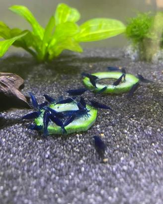 Neocaridine Davidi Blue Dream
