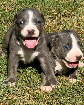 Cuccioli Pit bull