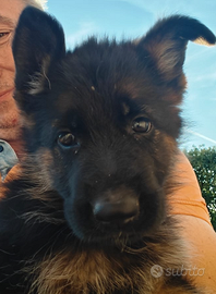 🐾CUCCIOLI DI PASTORE TEDESCO – SANGUE DI CAMPIONI
