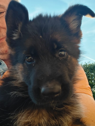 🐾CUCCIOLI DI PASTORE TEDESCO – SANGUE DI CAMPIONI