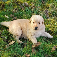 Golden retriever