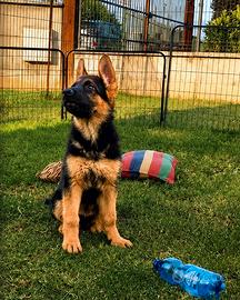 Cuccioli pastori tedesco