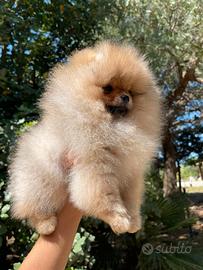 Spit di Pomerania