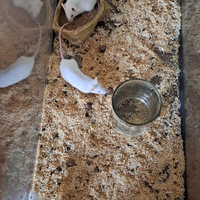 Topolini domestici bianchi