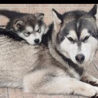 Alaskan malamute
