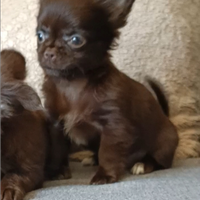 Chihuahua Chocolate cucciola Pedigree Enci