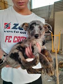 Cuccioli border due mesi
