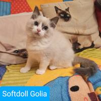 Cucciolo Ragdoll bicolor disponibile SUBITO