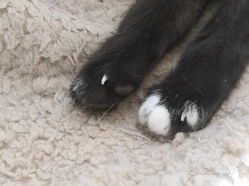 Gatto Siamese adulta