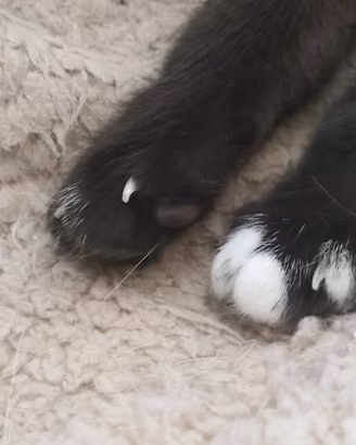 Gatto Siamese adulta