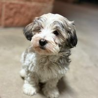Cuccioli meticci